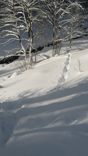 Winter Spuren von Hirsch Heinrich