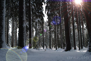 Thüringer Wald