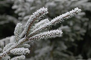 Mühlenrad im Winter